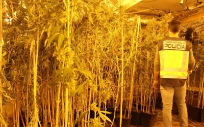 Desmantelan un cultivo con 1.500 plantas de marihuana de 300 kilos en una nave de Quart de Poblet